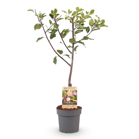 Pruimenboom – Prunus domestica Opal – 90 cm