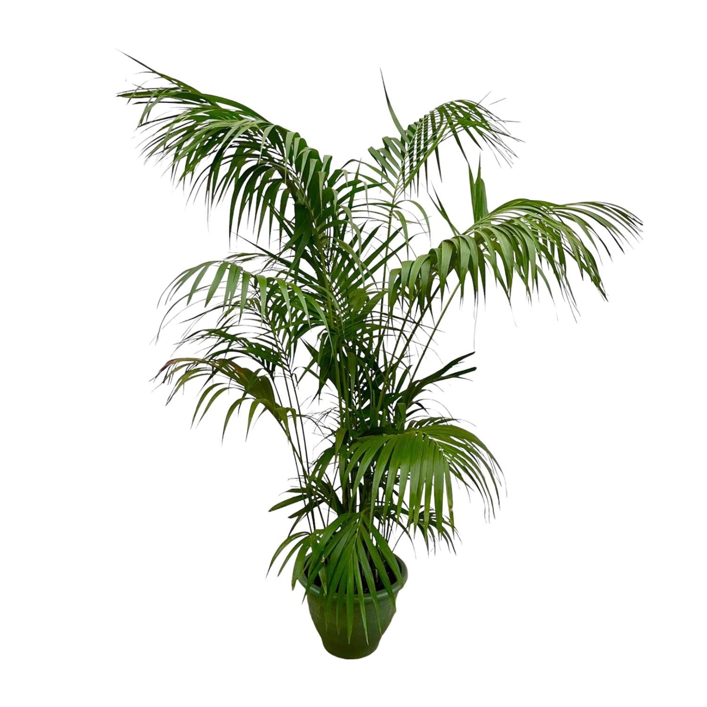 Kentia Palm XXL – Howea Forsteriana – 260 cm