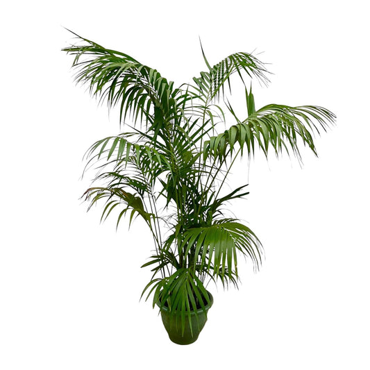 Kentia Palm XXL – Howea Forsteriana – 260 cm