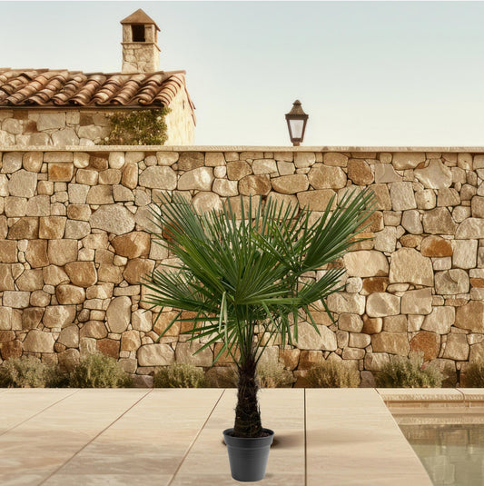 Henneppalm – Trachycarpus fortunei – 180 cm