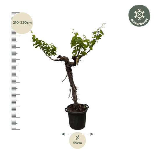 Druivenboom – Vitis vinifera – 220 cm