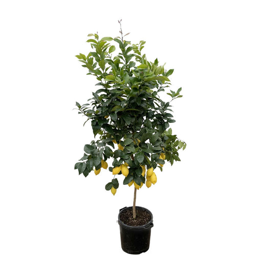 Citroenboom – Citrus lemon – 200 cm