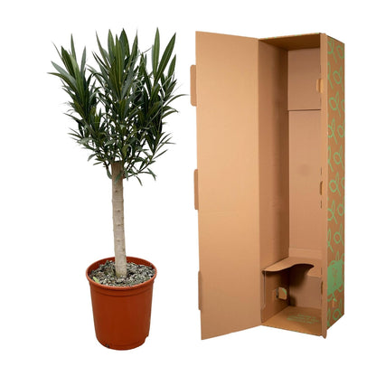 Oleander – Nerium oleander - Rode bloem – 110 cm