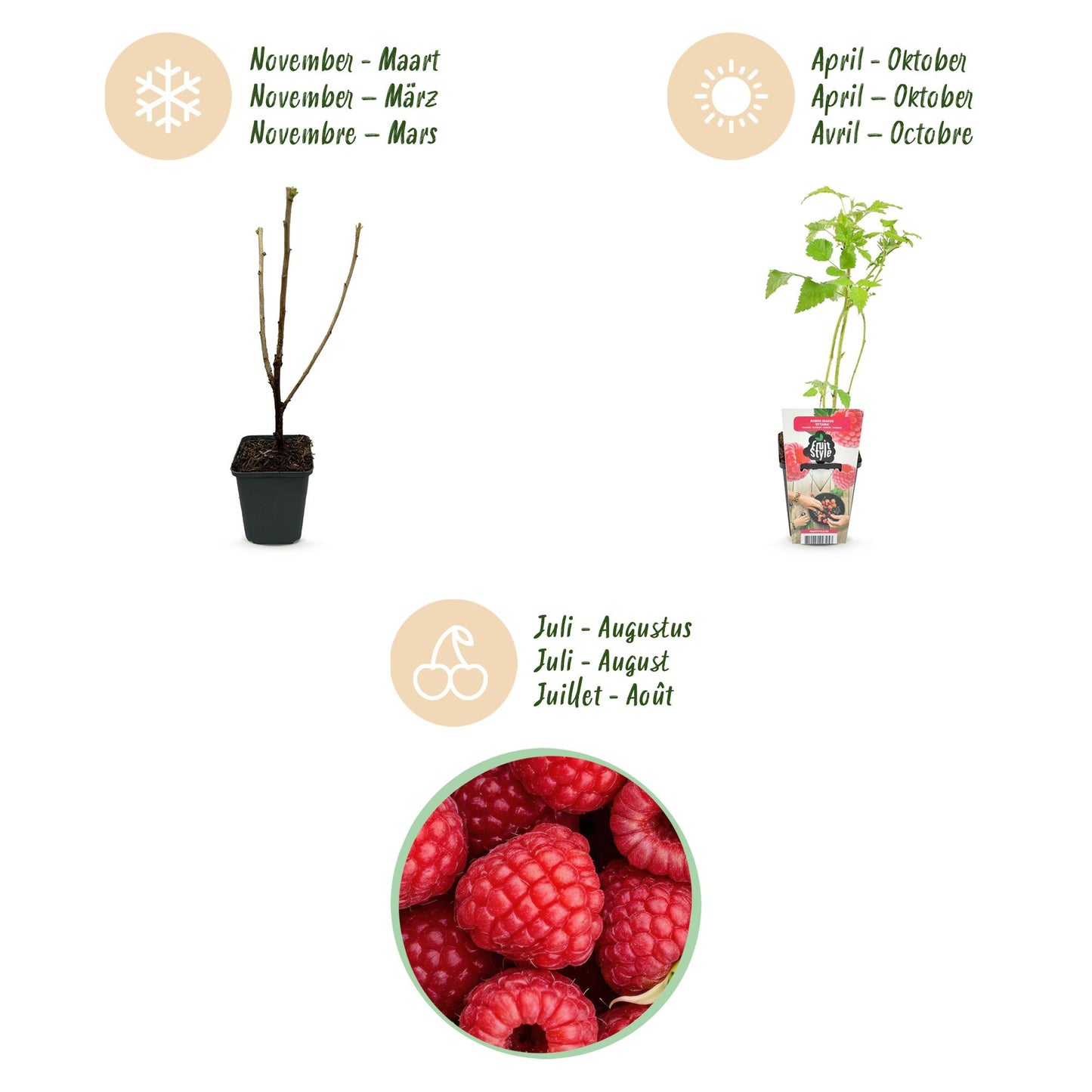 Framboos plant - Winterharde Framboos - 6 Planten, Pot 9 cm