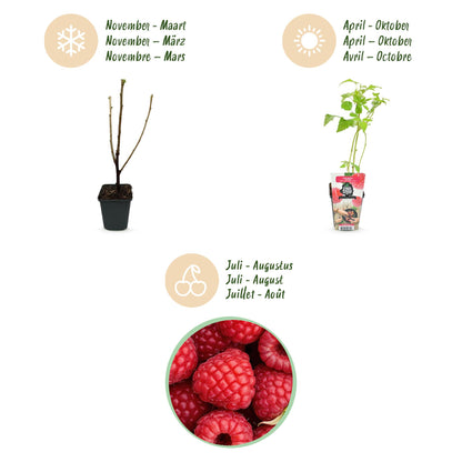 Framboos plant - Winterharde Framboos - 6 Planten, Pot 9 cm