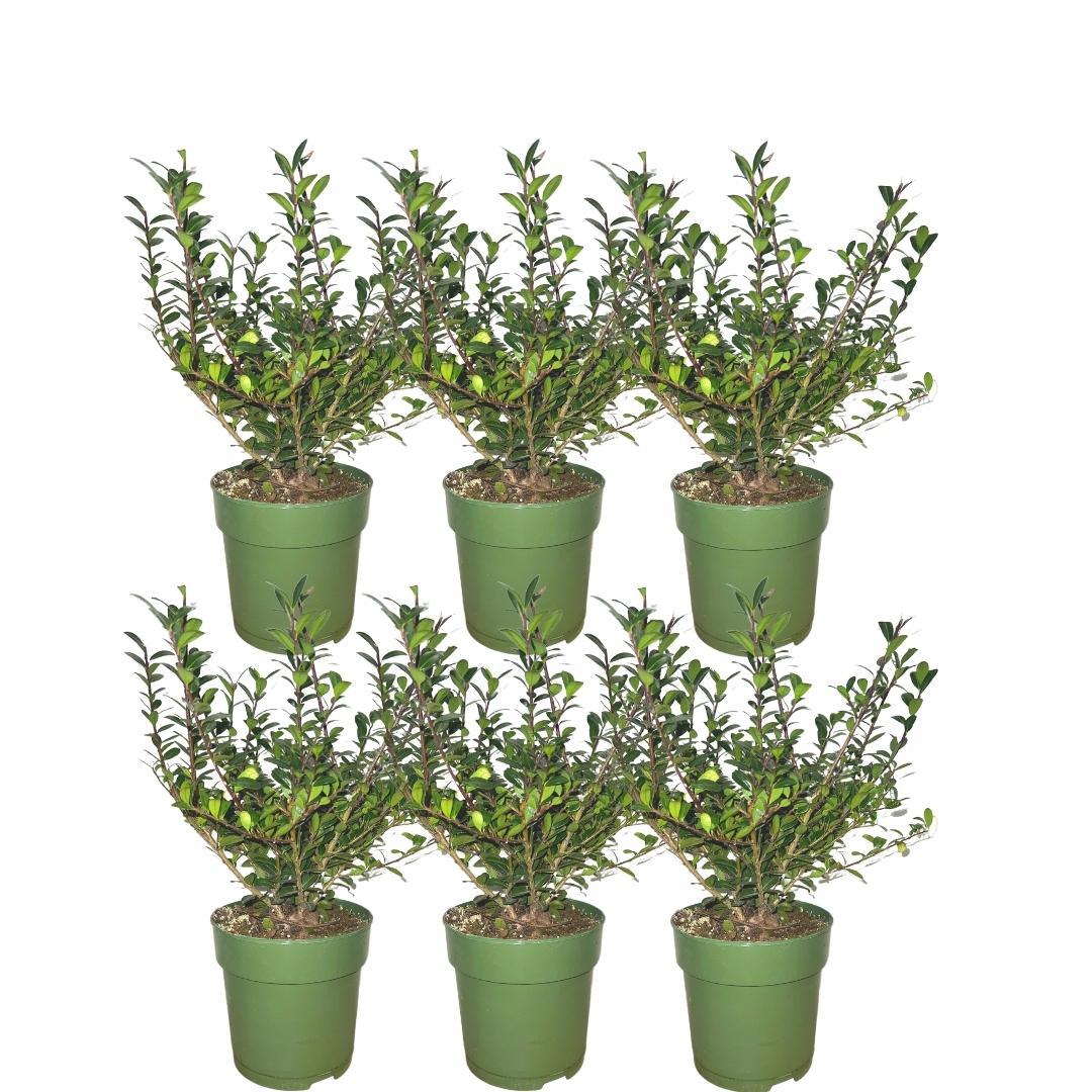 Hulst haag – Ilex crenata – 6 stuks – 150 cm