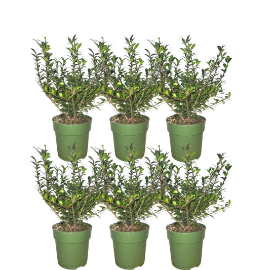 Hulst haag – Ilex crenata – 6 stuks – 150 cm