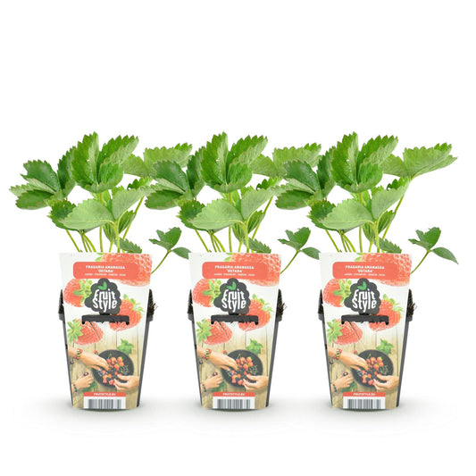 Green boutiQ - Fruitplanten - Aardbei - Fragaria Elvira - Winterhard - 3 Planten - Pot 9 cm - Rode Aardbei