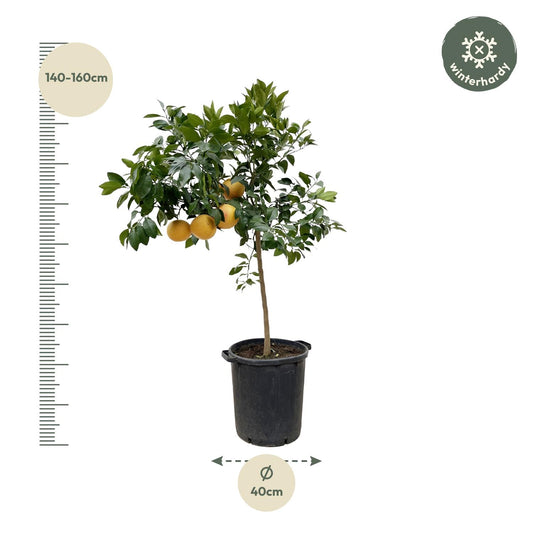 Pompelmoes – Citrus pompelmo – 150 cm