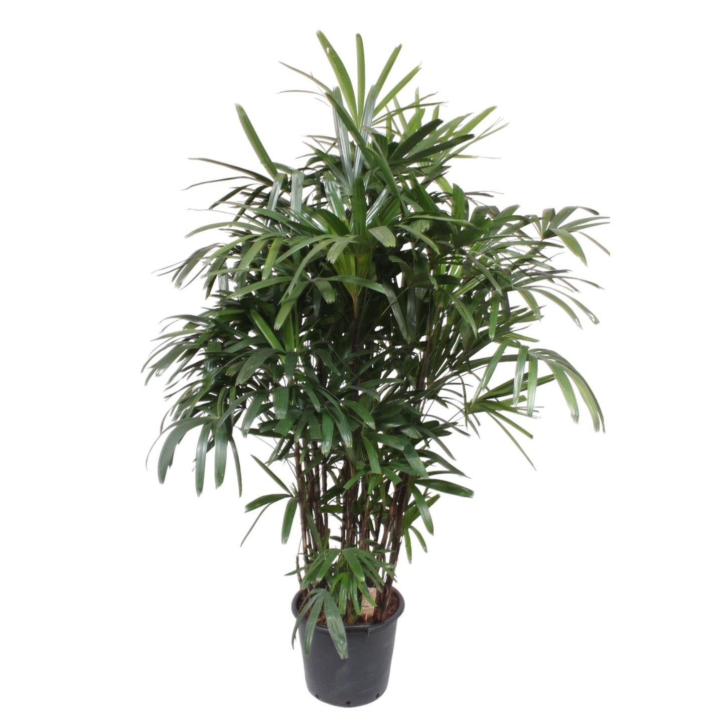 Bamboepalm – Rhapis excelsa – 190 cm