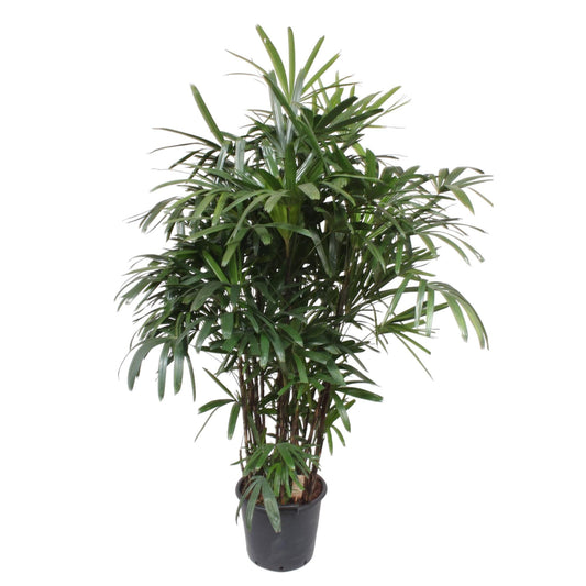 Bamboepalm – Rhapis excelsa – 190 cm