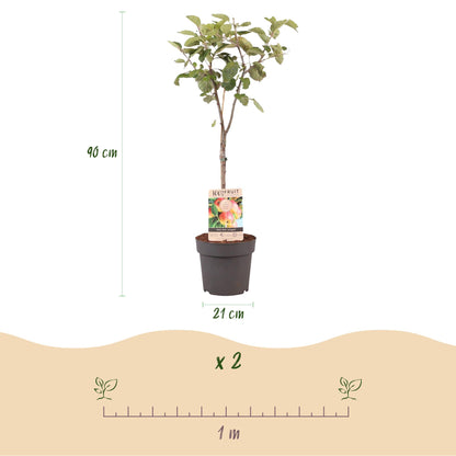 Appelboom – Malus domestica Jonagold – 90 cm