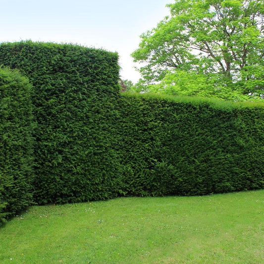 Taxus haag – Taxus baccata – 20 stuks – 100–125 cm