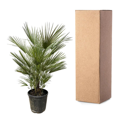 Dwergpalm – Chamaerops humilis – 150 cm