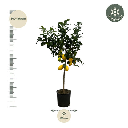 Citroenboom – Citrus Lemon – 150 cm