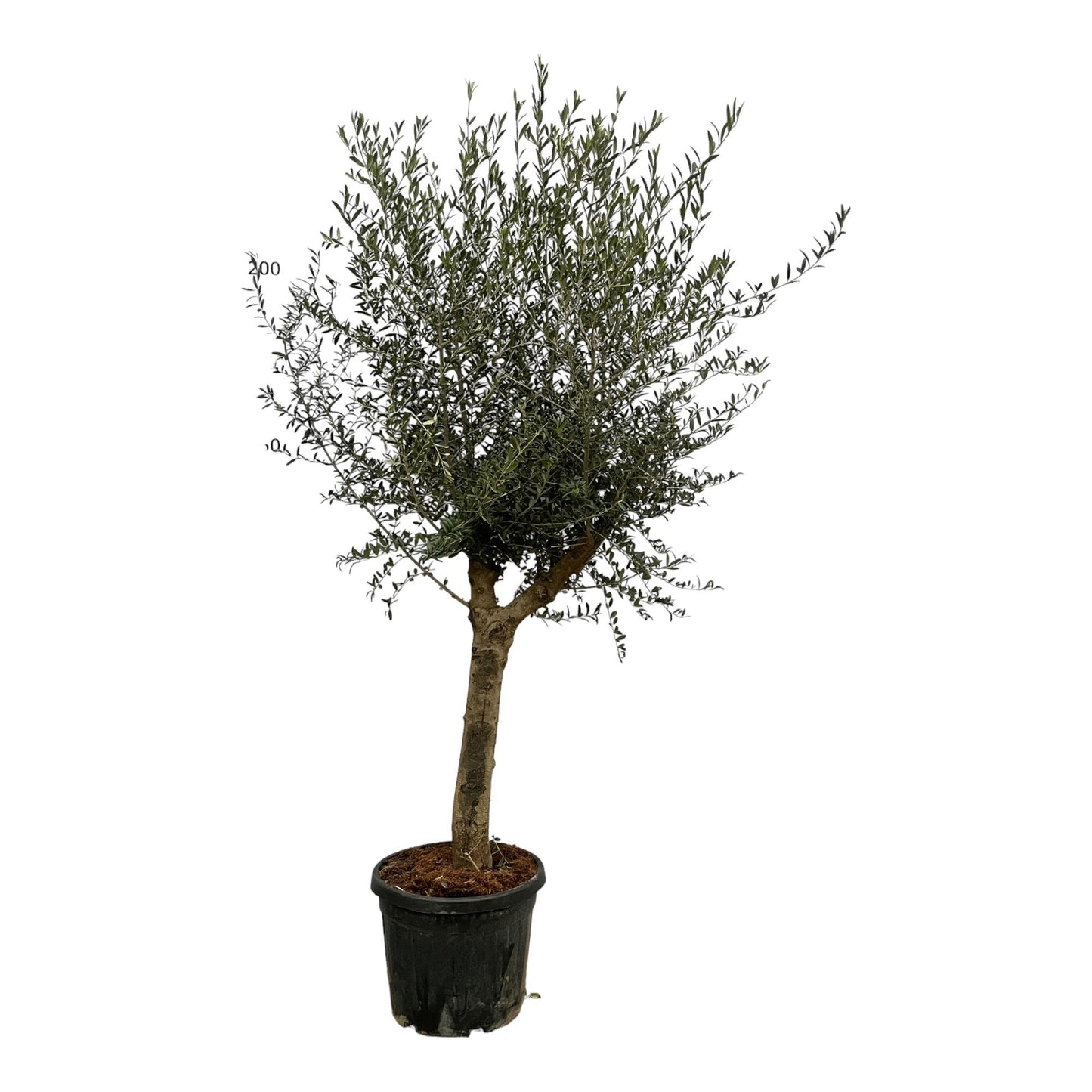 Olijfboom – Olea Lorc – 200 cm