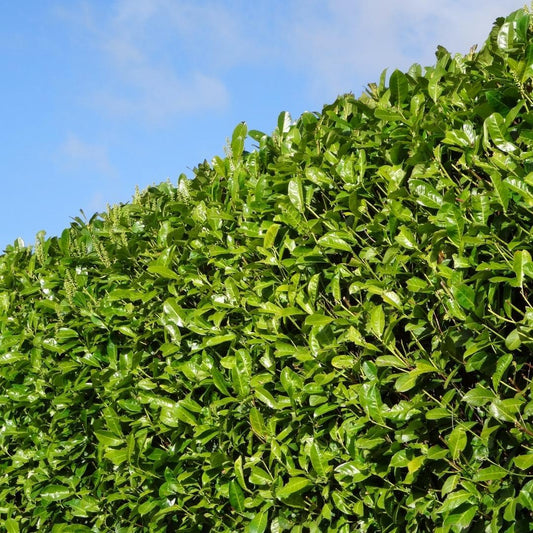 Laurierkers haag – Prunus laurocerasus – 10 meter breed – 150 cm