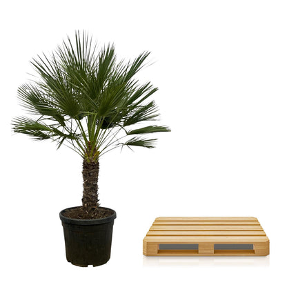 Dwergpalm – Chamaerops humilis op stam  – 150 cm