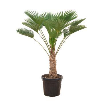 Wagnerpalm – Trachycarpus wagnerianus – 130 cm