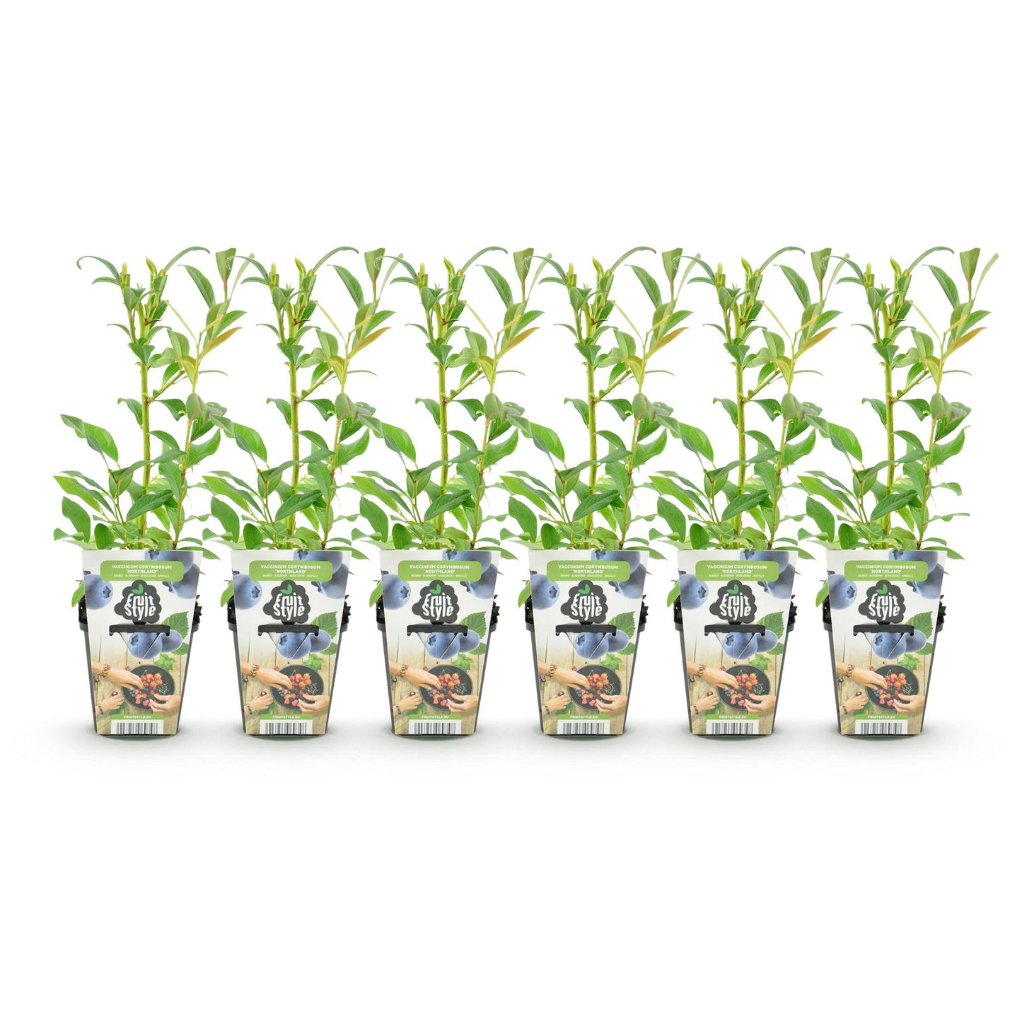 Blauwe Bes – Vaccinium Northland – Winterhard – 6 planten