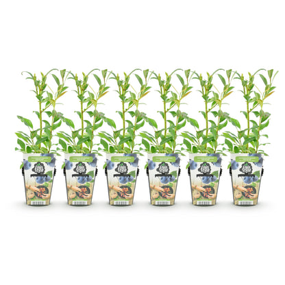 Blauwe Bes – Vaccinium Northland – Winterhard – 6 planten
