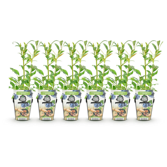 Blauwe Bes – Vaccinium Northland – Winterhard – 6 planten