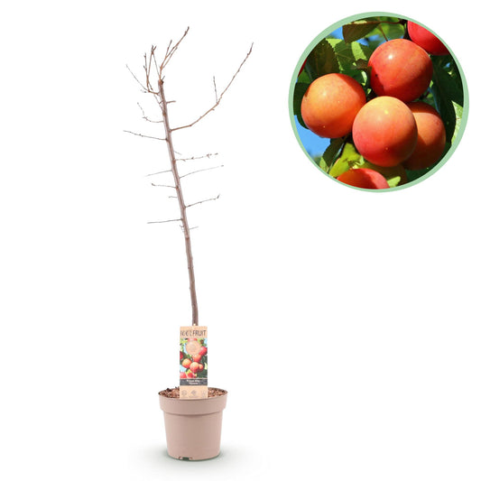 Pruimenboom – Prunus domestica Victoria – 90 cm