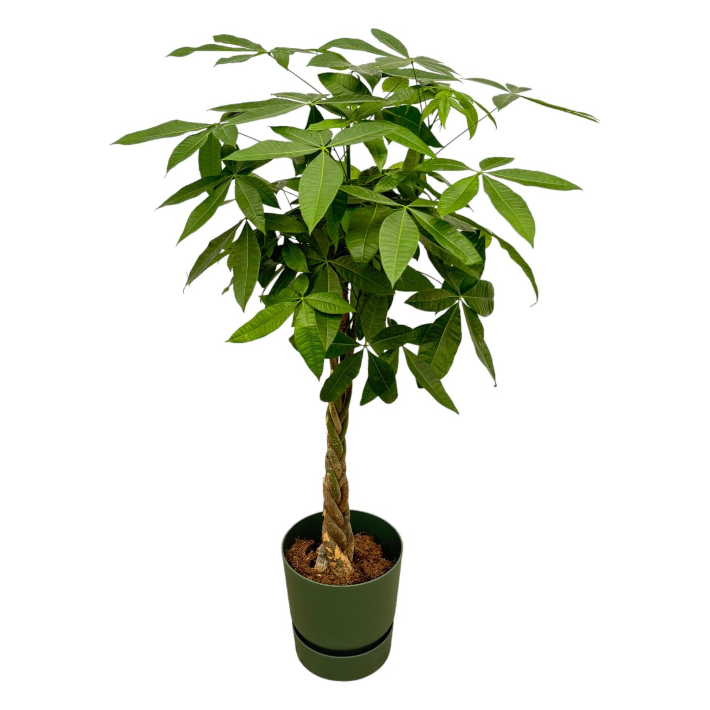 Pachira Aquatica + elho Greenville Round groen - 160cm - Ø30