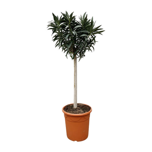 Oleander – Nerium oleander - Witte bloem – 200 cm