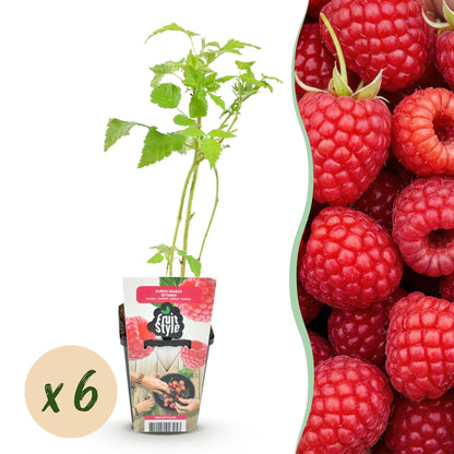 Framboos plant - Winterharde Framboos - 6 Planten, Pot 9 cm