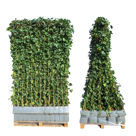 Kant en klaar haag - Klimop - Hedera hibernica -150 cm