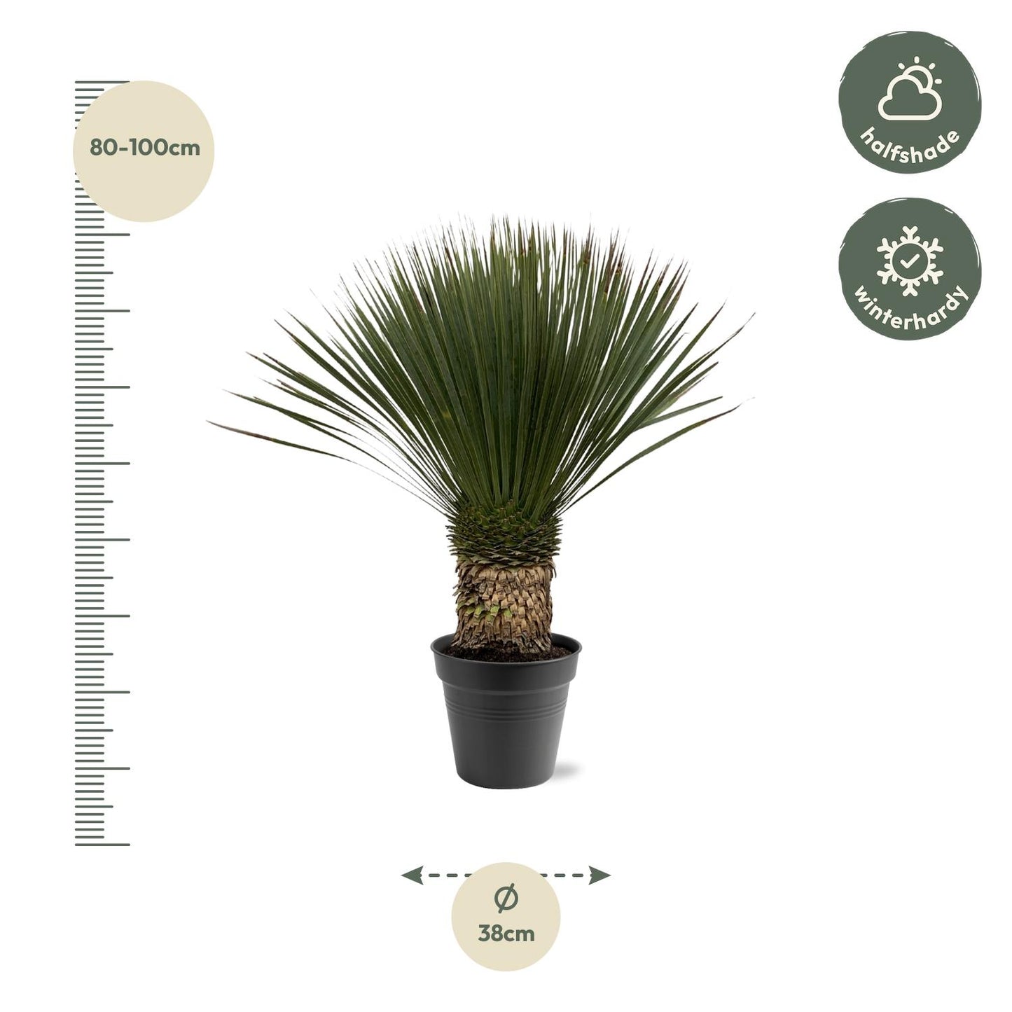 Palmlelie – Yucca rostrata – 100 cm