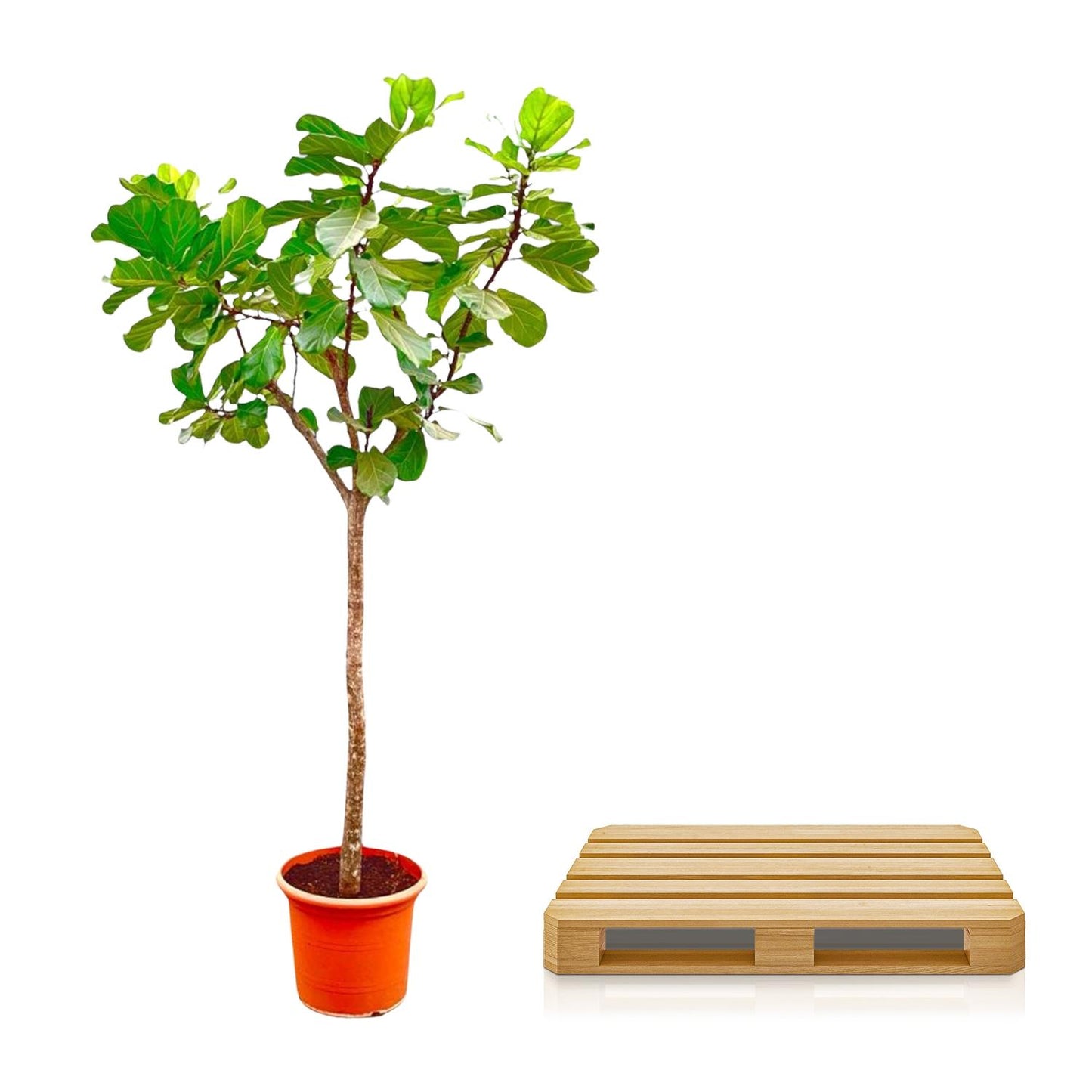 Tabaksplant – Ficus lyrata – 270 cm