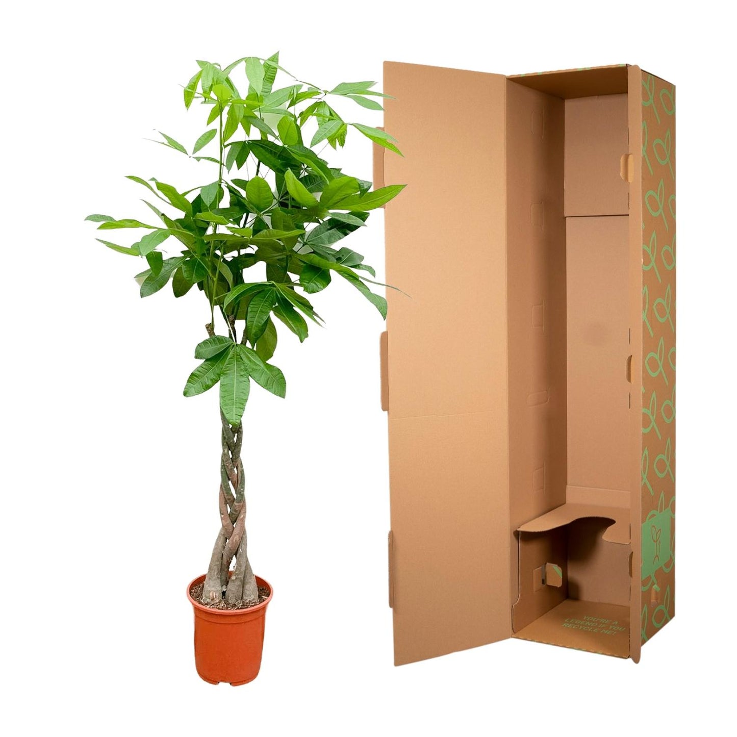 Pachira Aquatica - 150cm - ø27