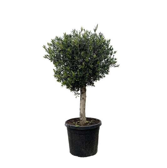 Olijfboom – Olea europaea Lorc – 180 cm