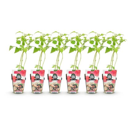 Framboos plant - Winterharde Framboos - 6 Planten, Pot 9 cm