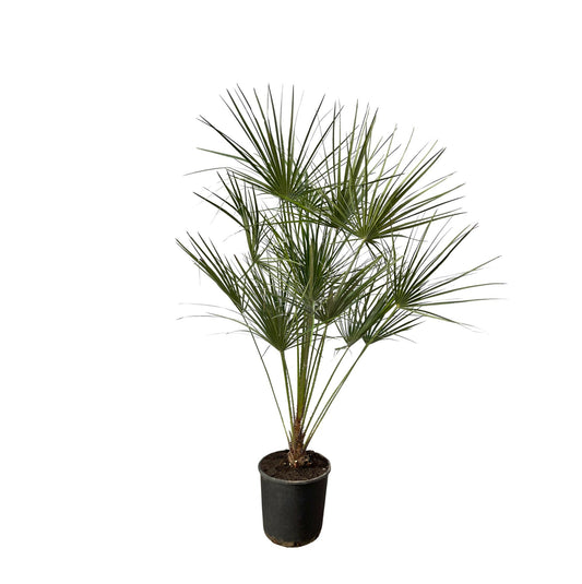 Europese dwergpalm – Chamaerops humilis – 160 cm