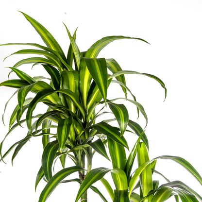 Drakenboom - Dracaena Hawaiian Sunshine - 190cm