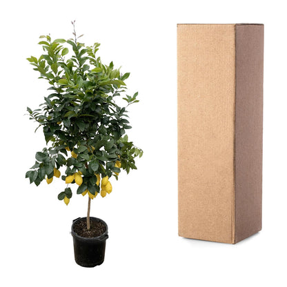 Citroenboom – Citrus lemon – 200 cm