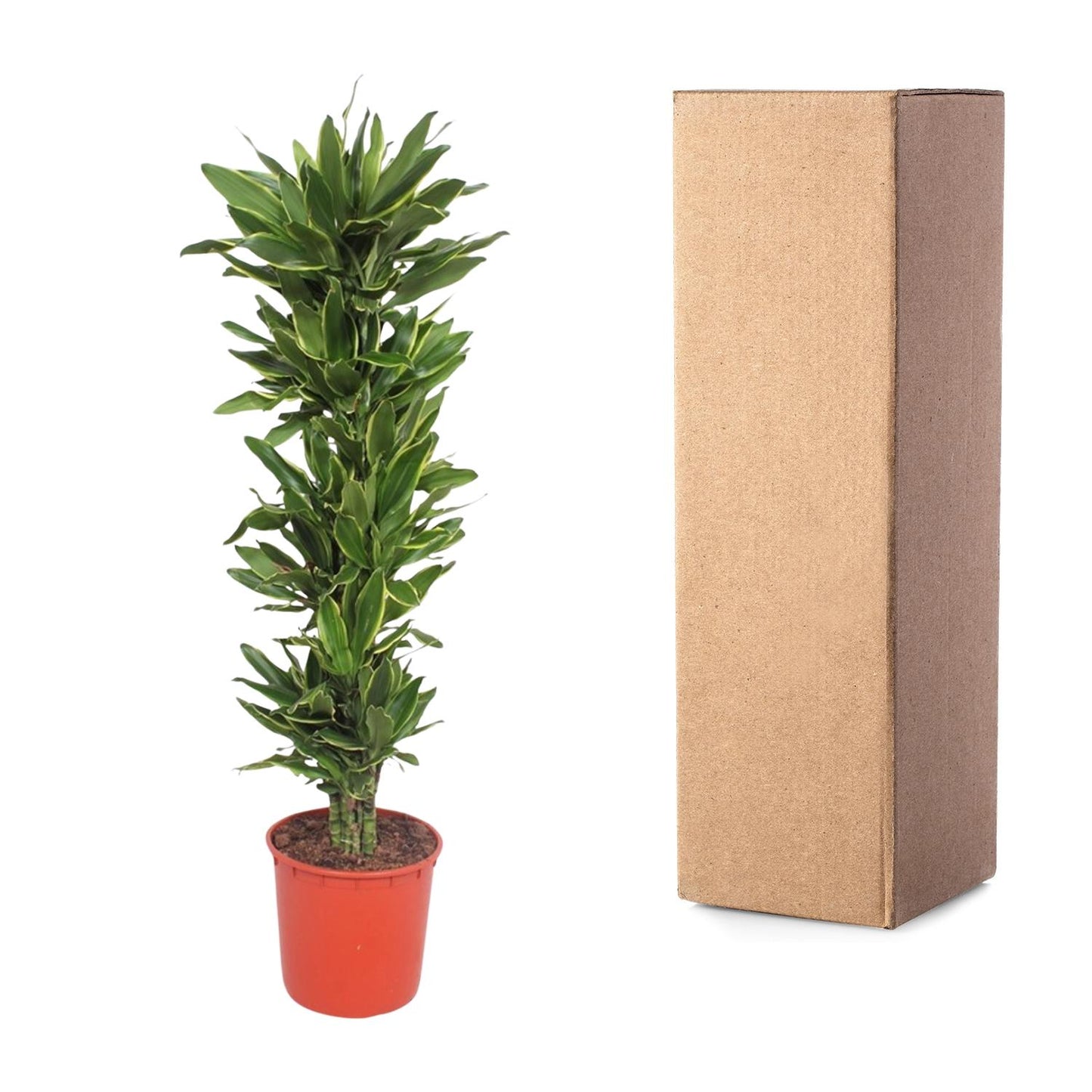 Drakenbloedboom – Dracaena Golden Coast – 200 cm