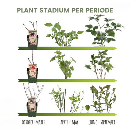 Perenboom – Pyrus – 160 cm