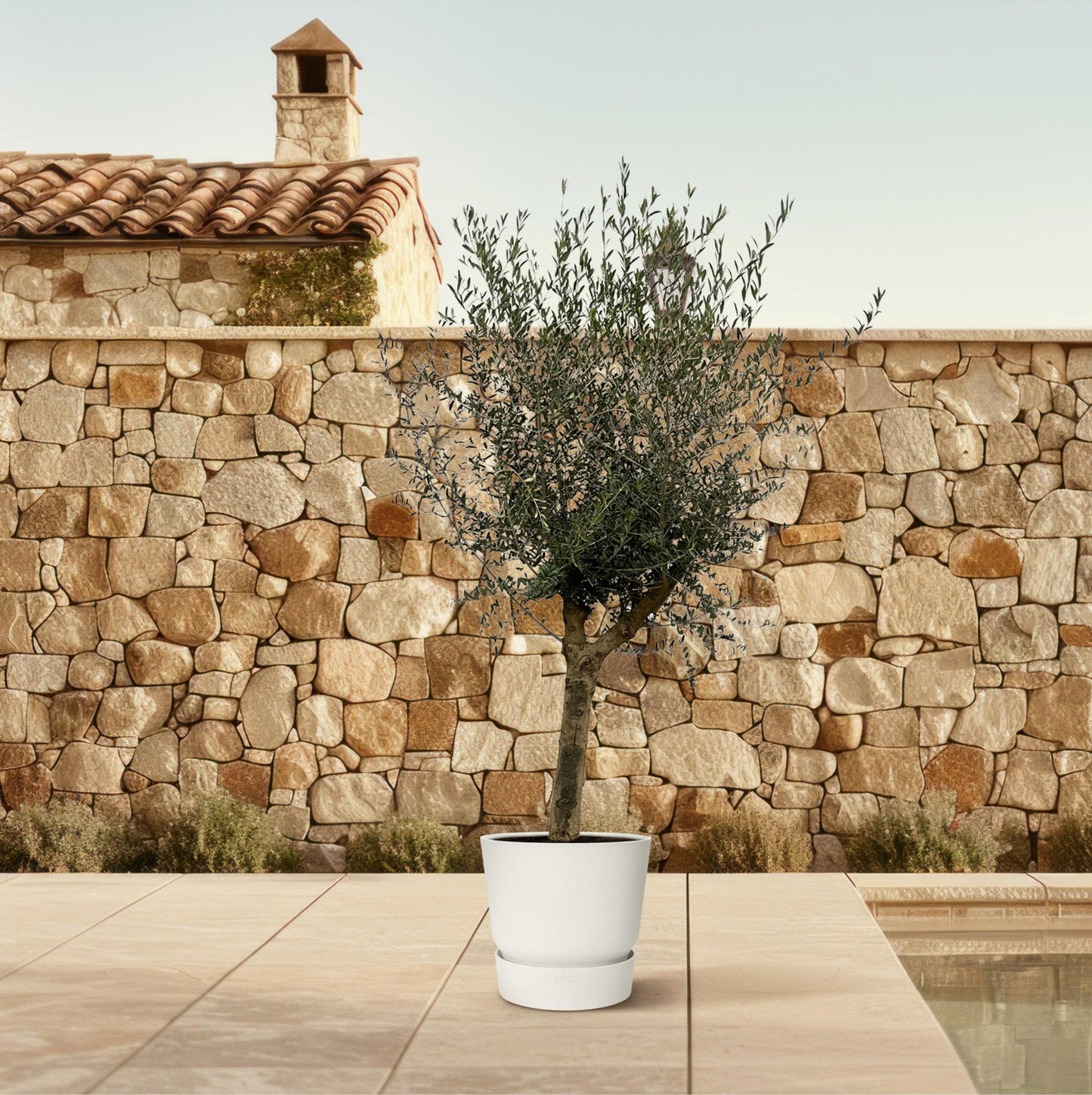 Olijfboom – Olea Lorc – 200 cm