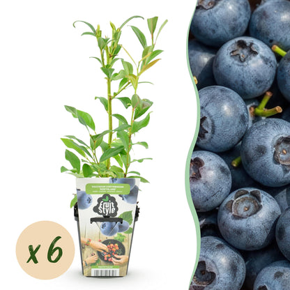 Blauwe Bes – Vaccinium Northland – Winterhard – 6 planten