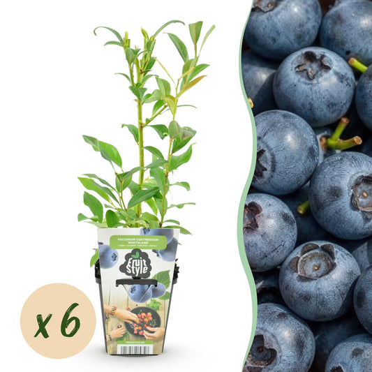 Blauwe Bes – Vaccinium Northland – Winterhard – 6 planten