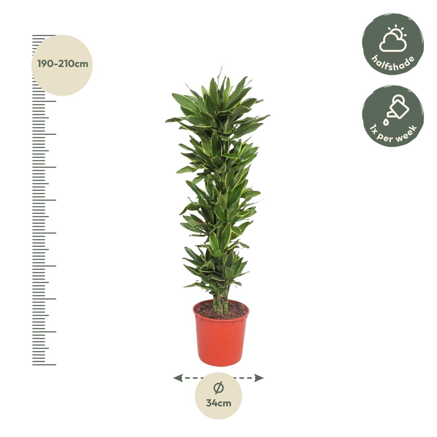 Drakenbloedboom – Dracaena Golden Coast – 200 cm