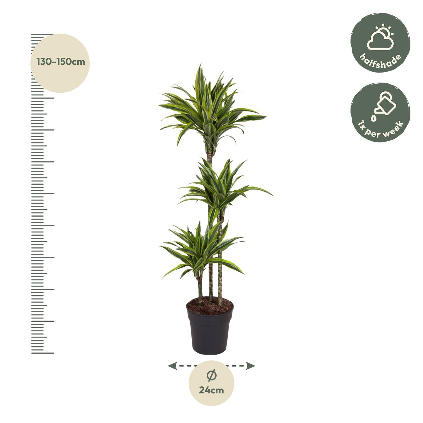 Dracaena Lemon Lime - 130 cm - ø24