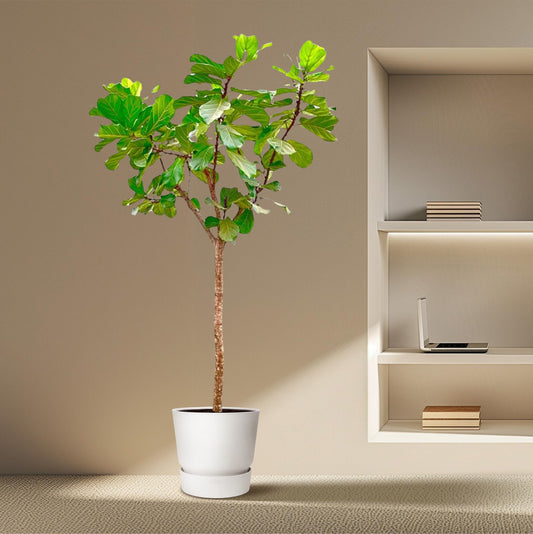 Tabaksplant – Ficus lyrata – 270 cm