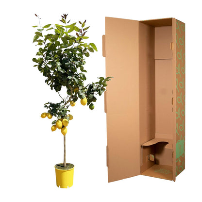 Citroenboom – Citrus limon – 150 cm