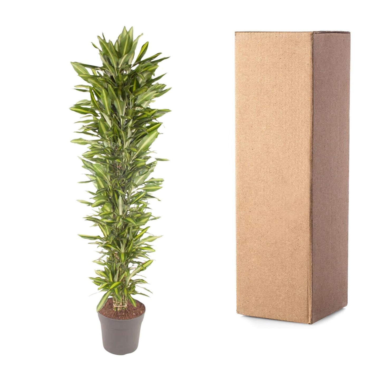 Drakenbloedboom – Dracaena Cintho vertakt – 210 cm