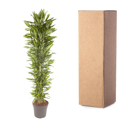 Drakenbloedboom – Dracaena Cintho vertakt – 210 cm